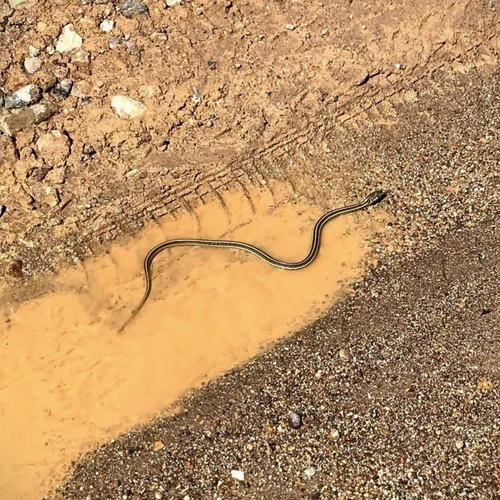 Mexican Garter Snake