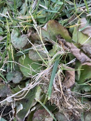 Anthosachne kingiana multiflora