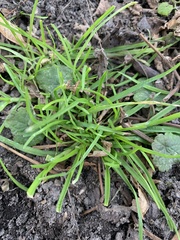 Anthosachne kingiana multiflora