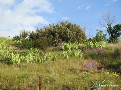 Matthiola fruticulosa