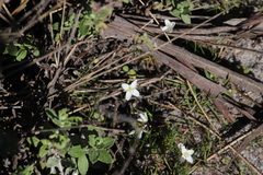 Heliophila meyeri