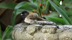 Junco hyemalis