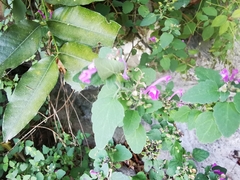 Scutellaria seleriana