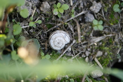 Xerolenta obvia