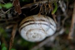 Xerolenta obvia