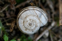 Xerolenta obvia