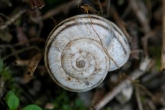 Xerolenta obvia
