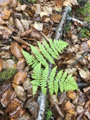 Dryopteris campyloptera