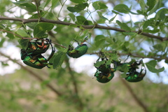 Chrysophora chrysochlora