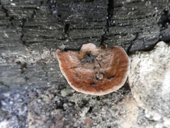 Rhodofomitopsis feei