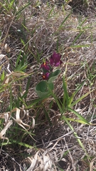 Prestonia erecta