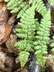 Dryopteris campyloptera