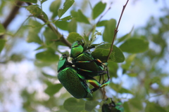 Chrysophora chrysochlora