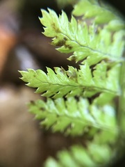 Dryopteris campyloptera
