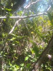 Microgramma squamulosa