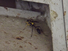 Sceliphron asiaticum