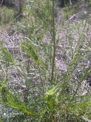 Senecio brasiliensis