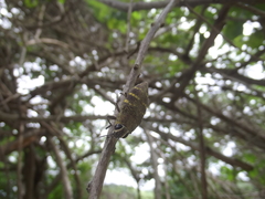 Lampetis hirtomaculata