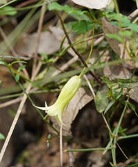 Billardiera mutabilis