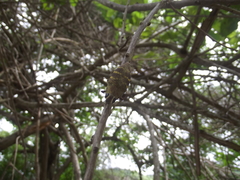 Lampetis hirtomaculata