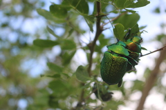Chrysophora chrysochlora