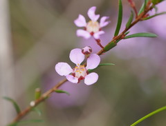 Euryomyrtus ramosissima ramosissima
