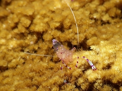 Ancylomenes sarasvati