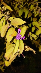 Callicarpa dichotoma