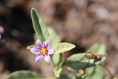Solanum esuriale