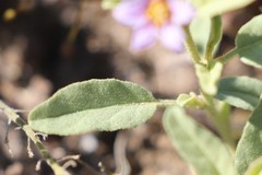 Solanum esuriale