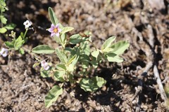 Solanum esuriale