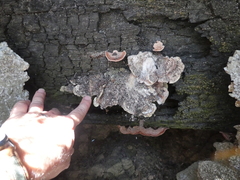 Rhodofomitopsis feei