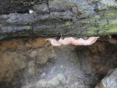 Rhodofomitopsis feei