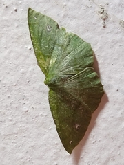 Himeromima aulis