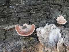 Rhodofomitopsis feei