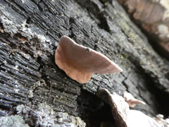 Rhodofomitopsis feei