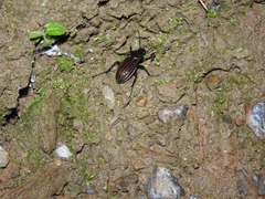 Carabus melancholicus