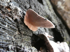 Rhodofomitopsis feei