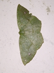 Himeromima aulis