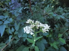 Verbesina microptera