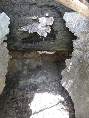 Rhodofomitopsis feei