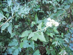 Verbesina microptera