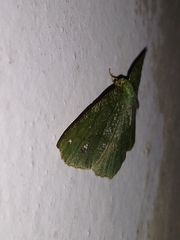 Himeromima aulis