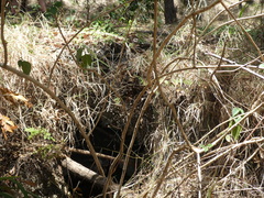 Rhodofomitopsis feei