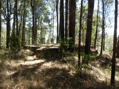 Rhodofomitopsis feei