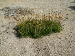 Raillardella scaposa