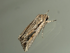 Persectania dyscrita