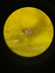 Tetraleurodes mori