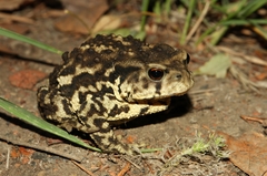 Bufo sachalinensis
