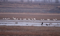 Leucogeranus leucogeranus